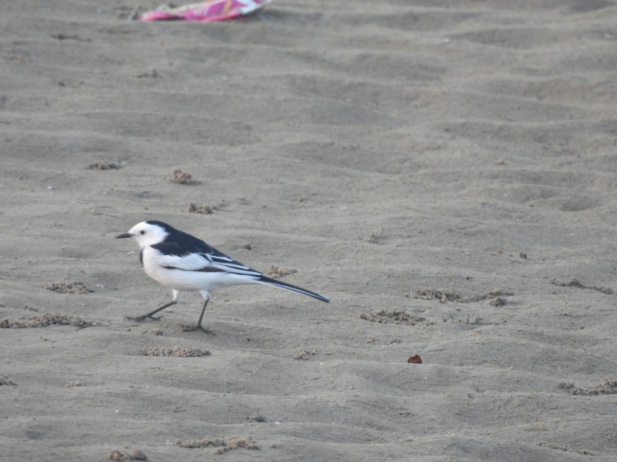 konipas bílý - ML647754754