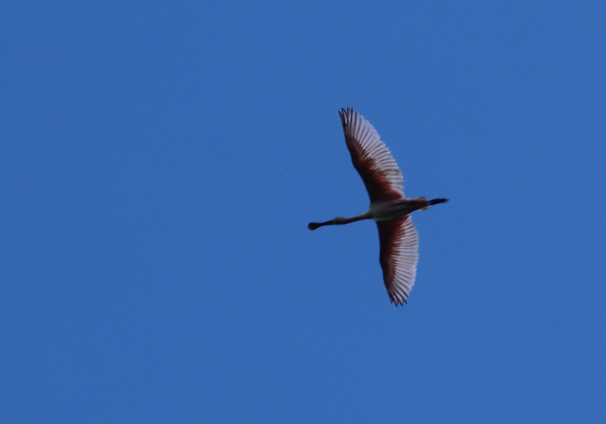 Espátula Rosada - ML647754806