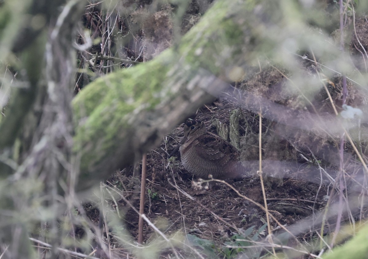 Eurasian Woodcock - ML647754812