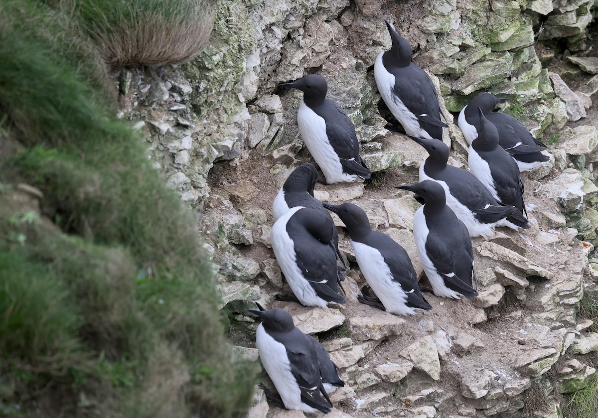 Arao Común - ML647754815