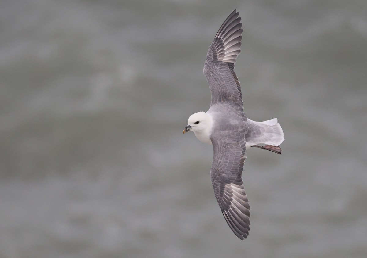 Fulmar Boreal - ML647754825