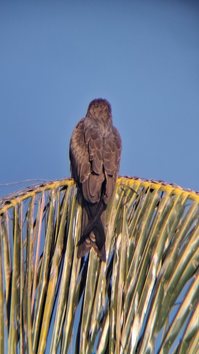 Milano Negro - ML647754830