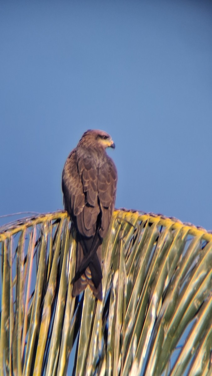 Milano Negro - ML647754831