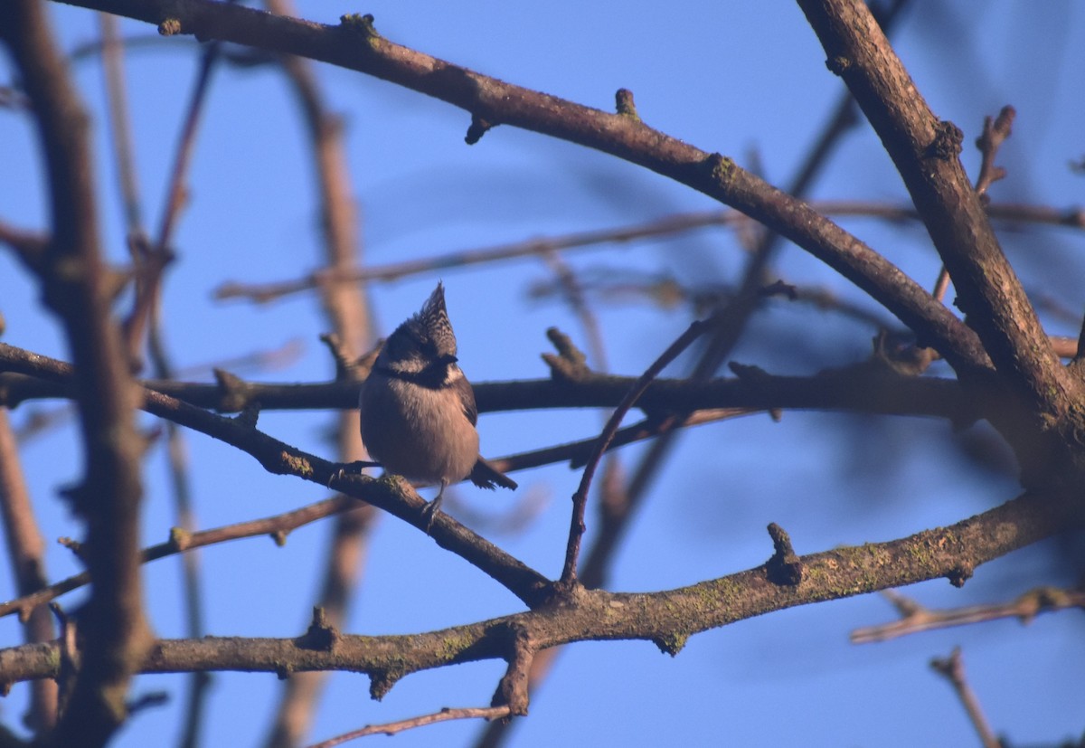 Herrerillo Capuchino - ML647754832