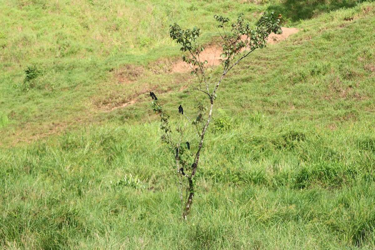 Garrapatero Asurcado - ML647754837