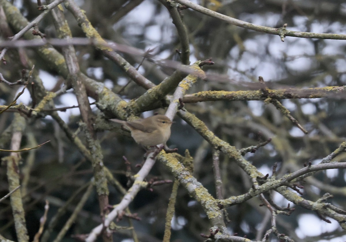Mosquitero Común (Europeo) - ML647754839