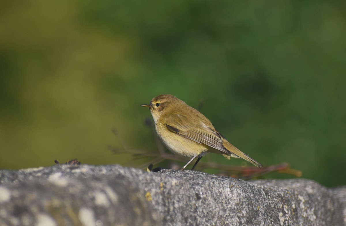 Mosquitero Común - ML647754840
