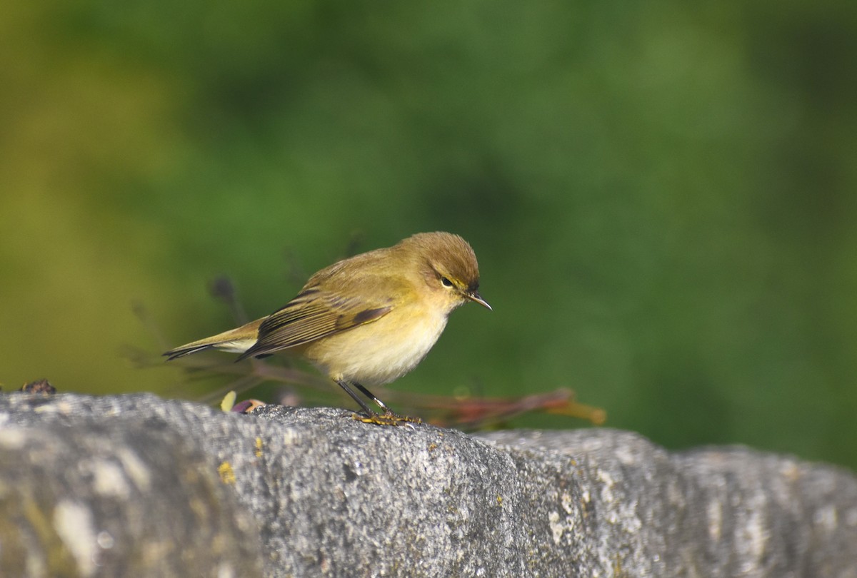 Mosquitero Común - ML647754841