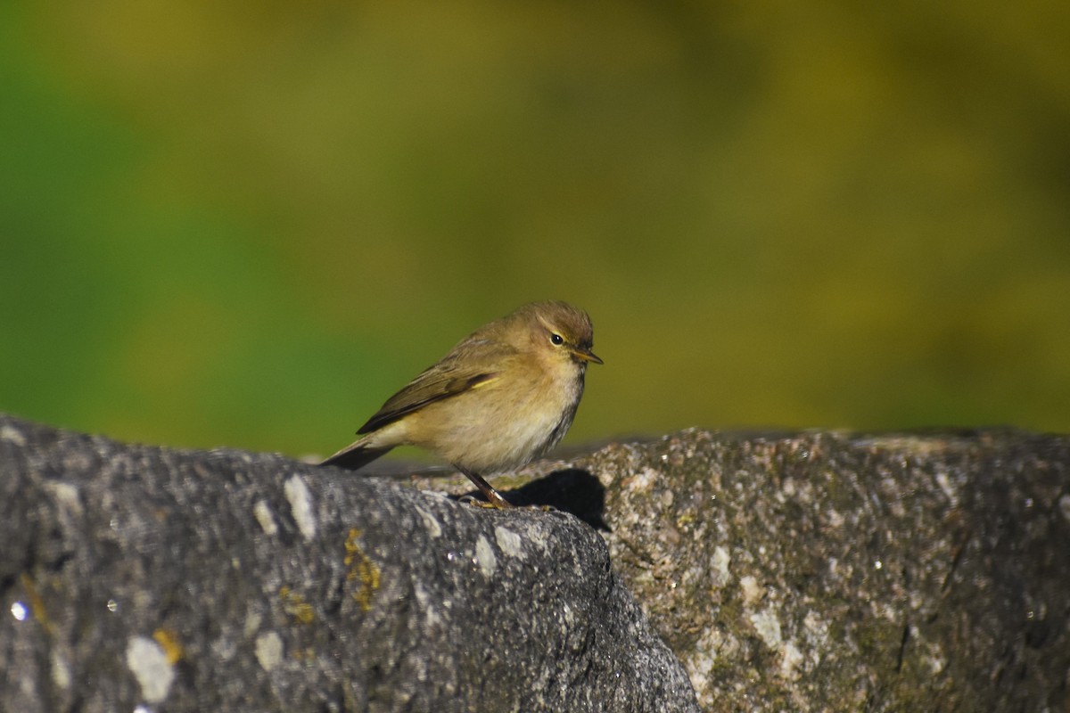 Mosquitero Común - ML647754849