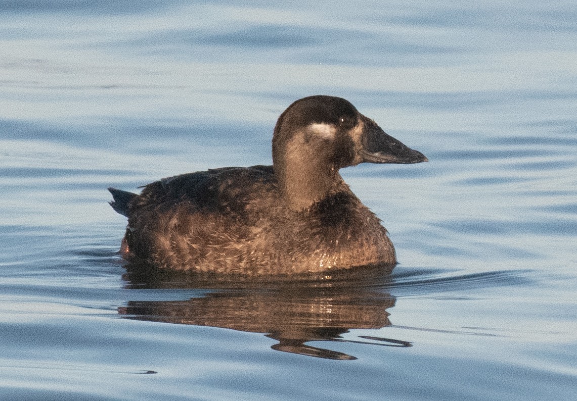Negrón Careto - ML647754850