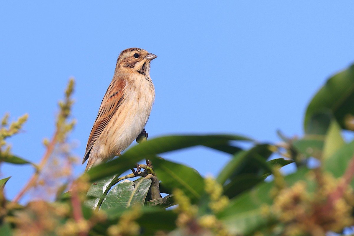 Escribano Palustre - ML647754852