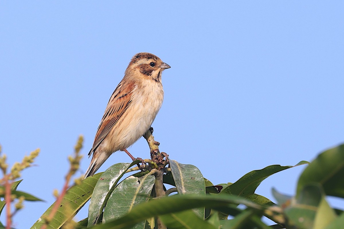 Escribano Palustre - ML647754853