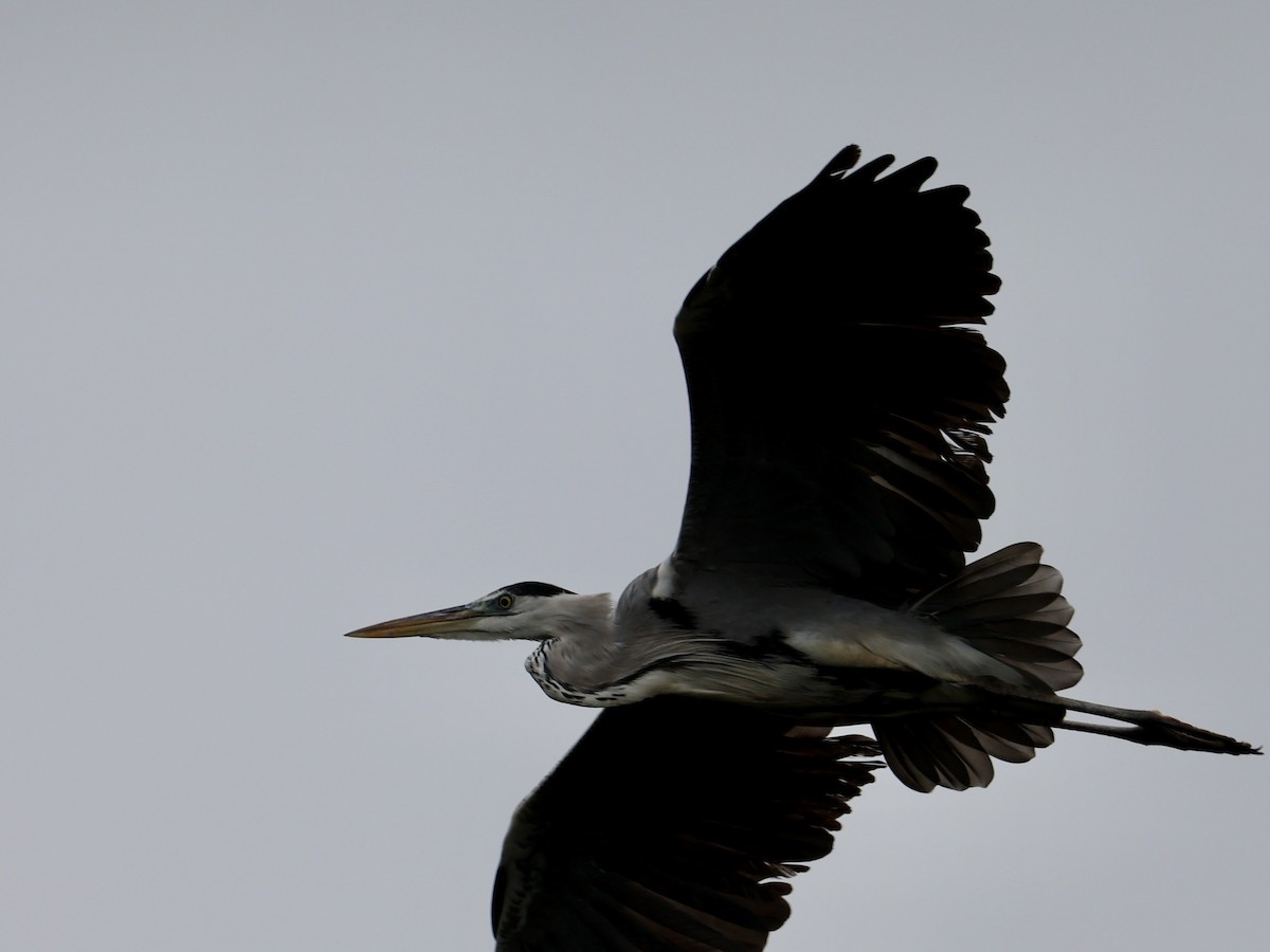 Garza Real - ML647754855