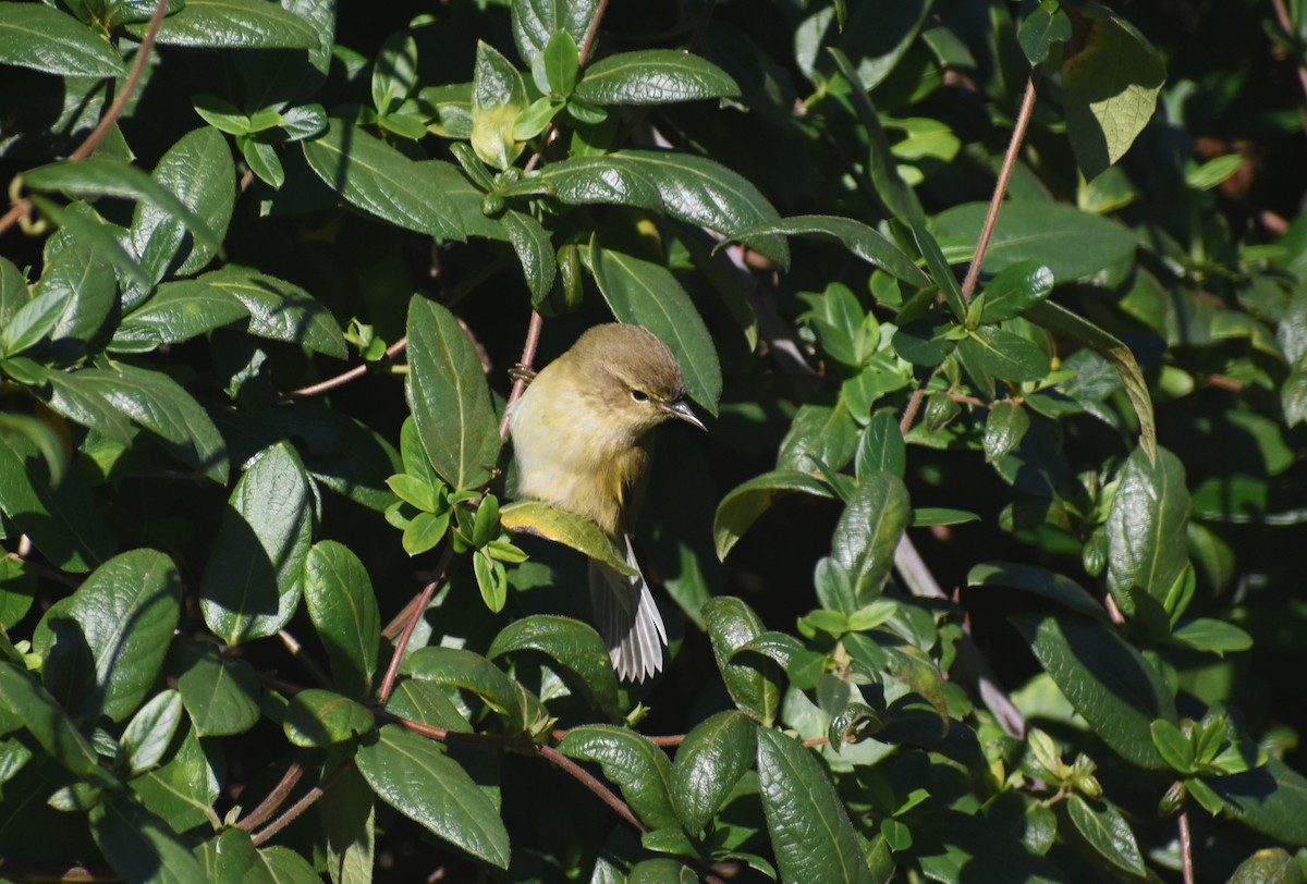 Mosquitero Común - ML647754856