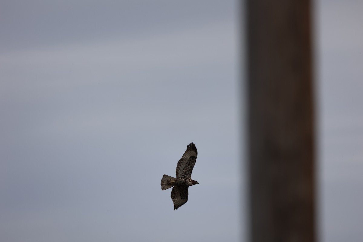 Busardo Colirrojo (calurus/alascensis) - ML647754857