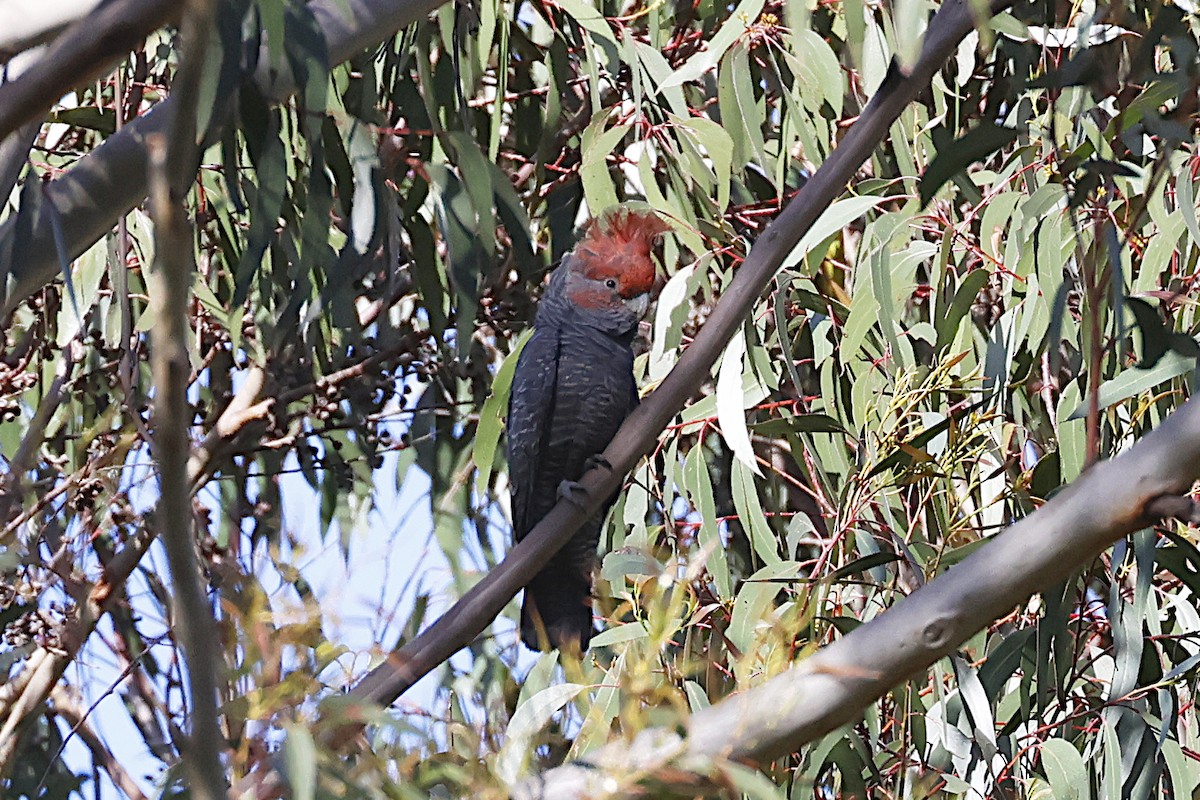 Cacatúa Gangang - ML647754865