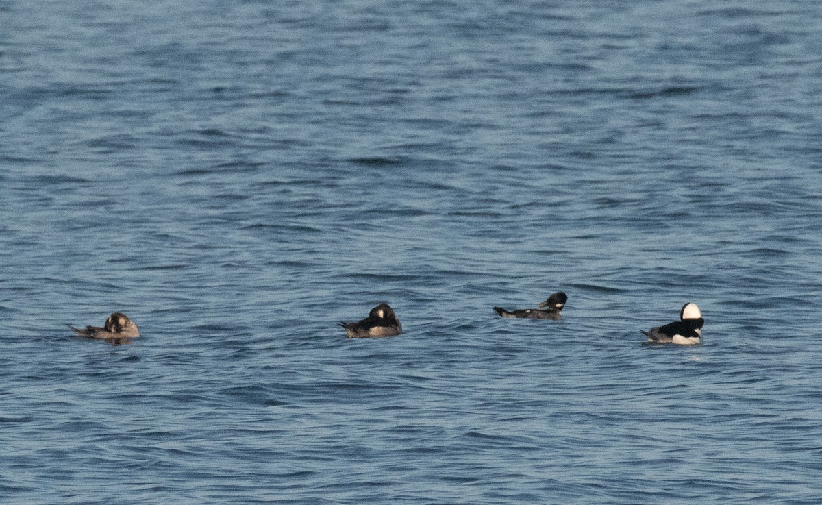 Porrón Albeola - ML647754866