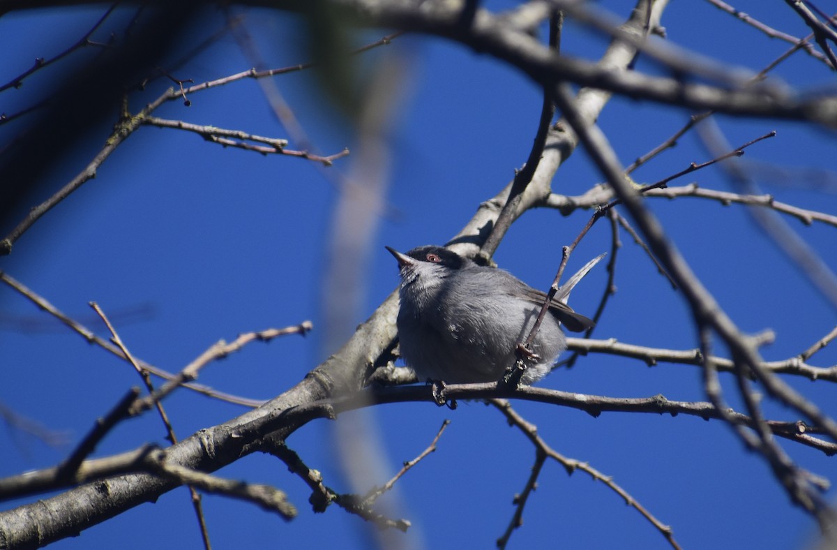 Sardinian Warbler - ML647754875