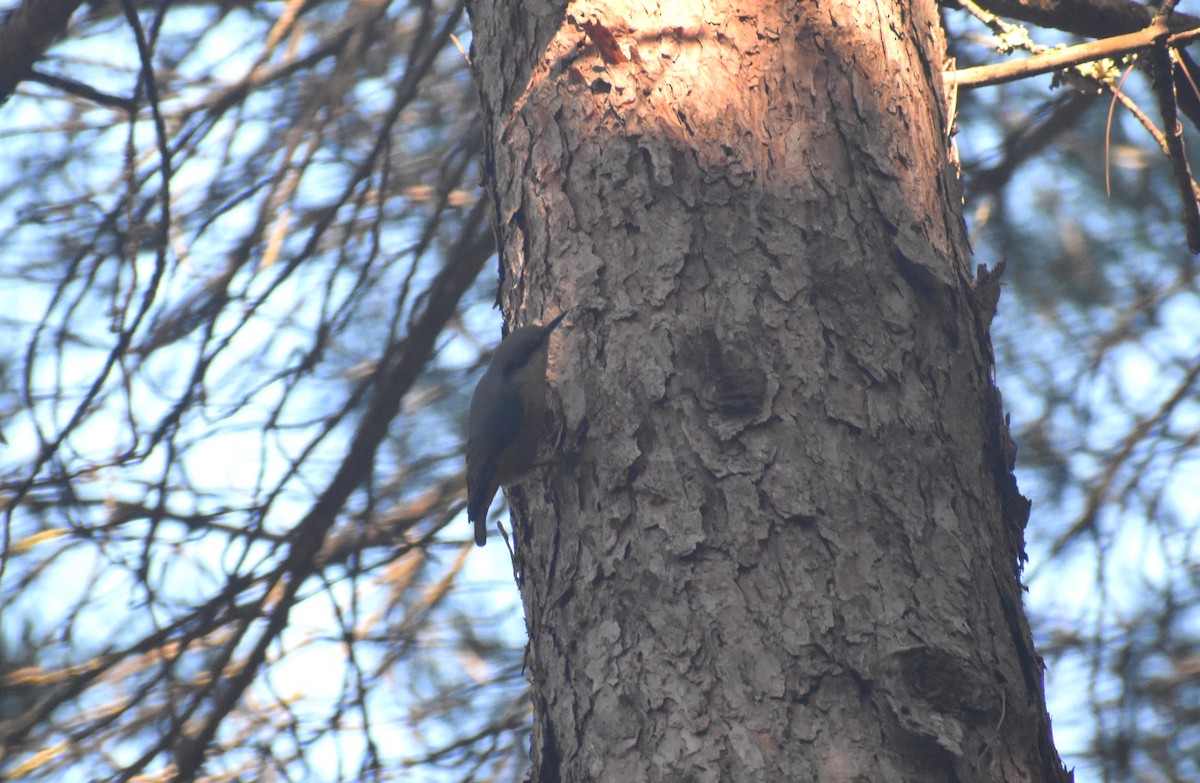 Trepador Azul - ML647754882