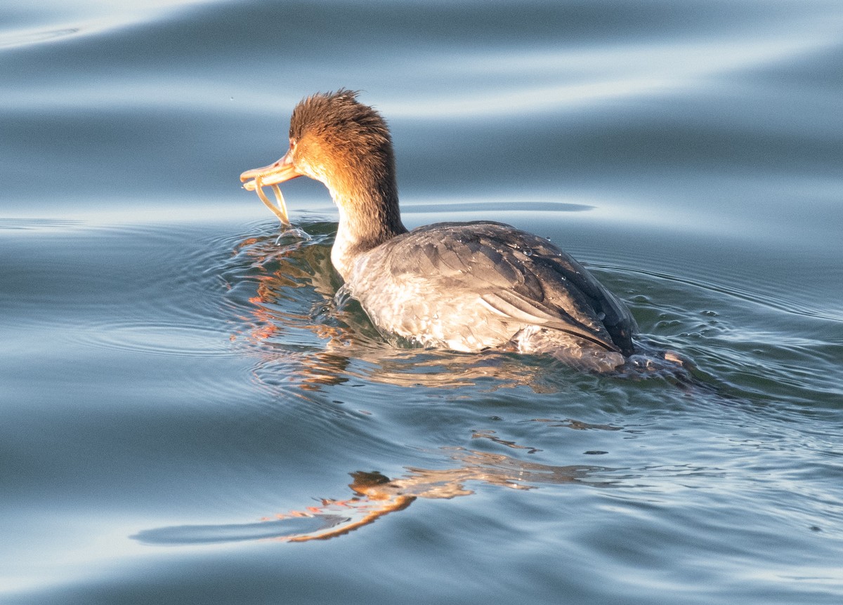 Serreta Mediana - ML647754885