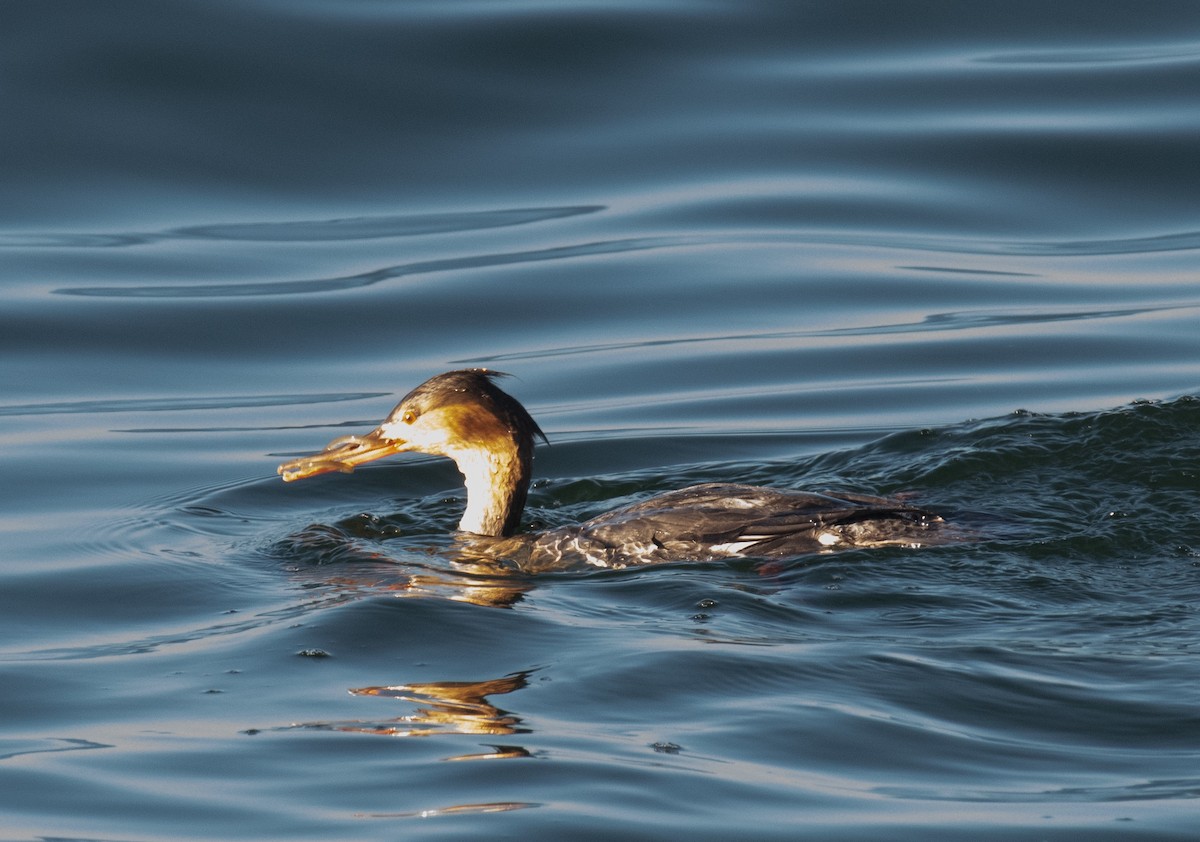 Serreta Mediana - ML647754886