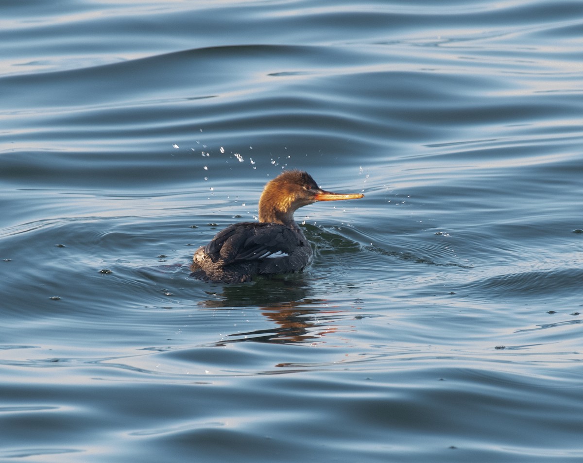 Serreta Mediana - ML647754887