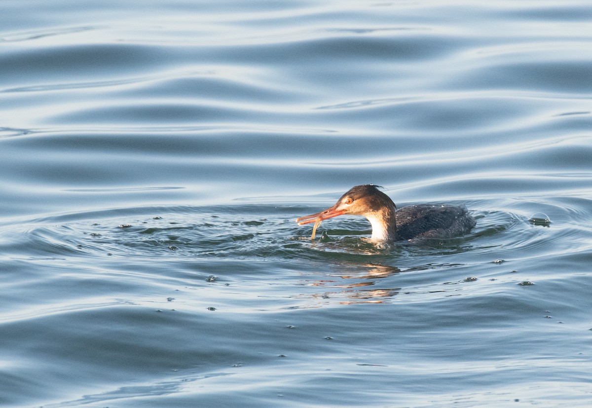 Serreta Mediana - ML647754888