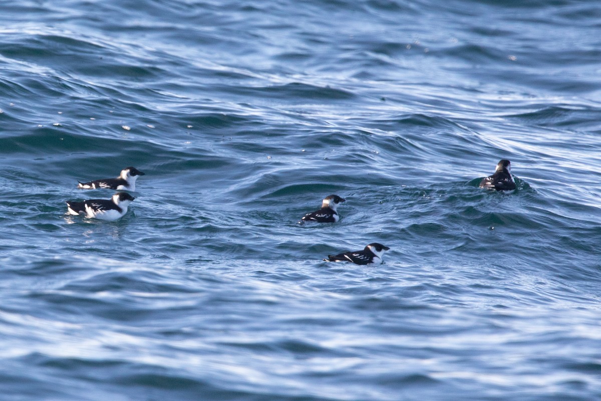 alkekonge - ML647754896