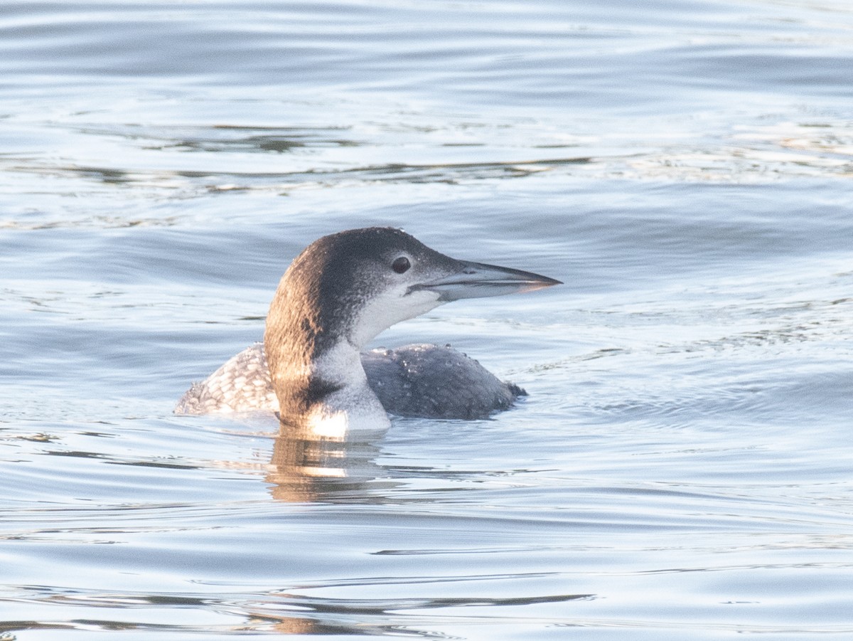 Common Loon - ML647754912