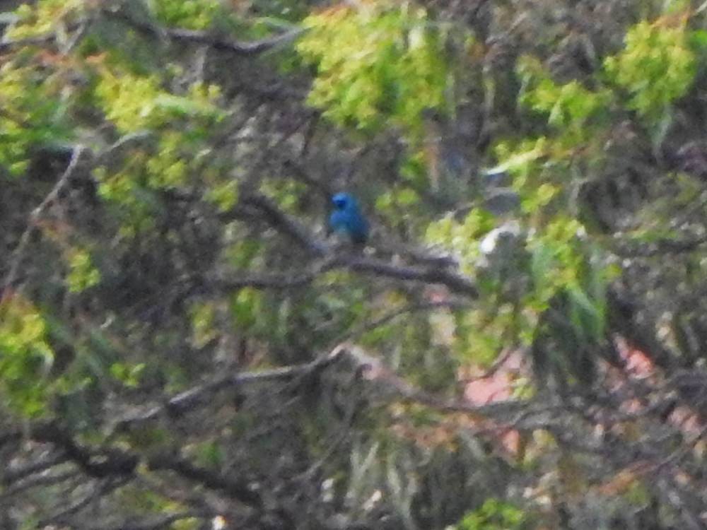 Swallow Tanager - ML647754921