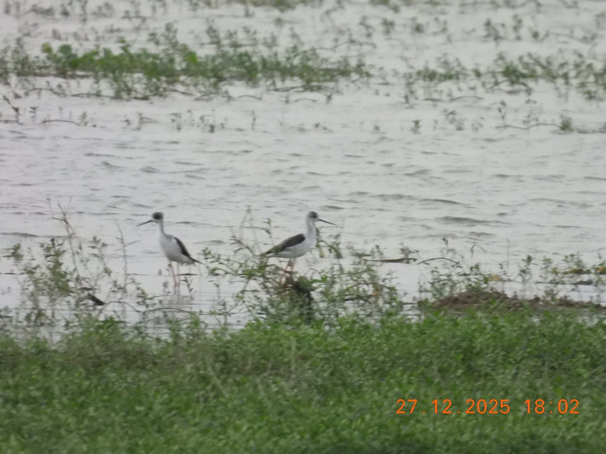 Uzunbacak - ML647754933