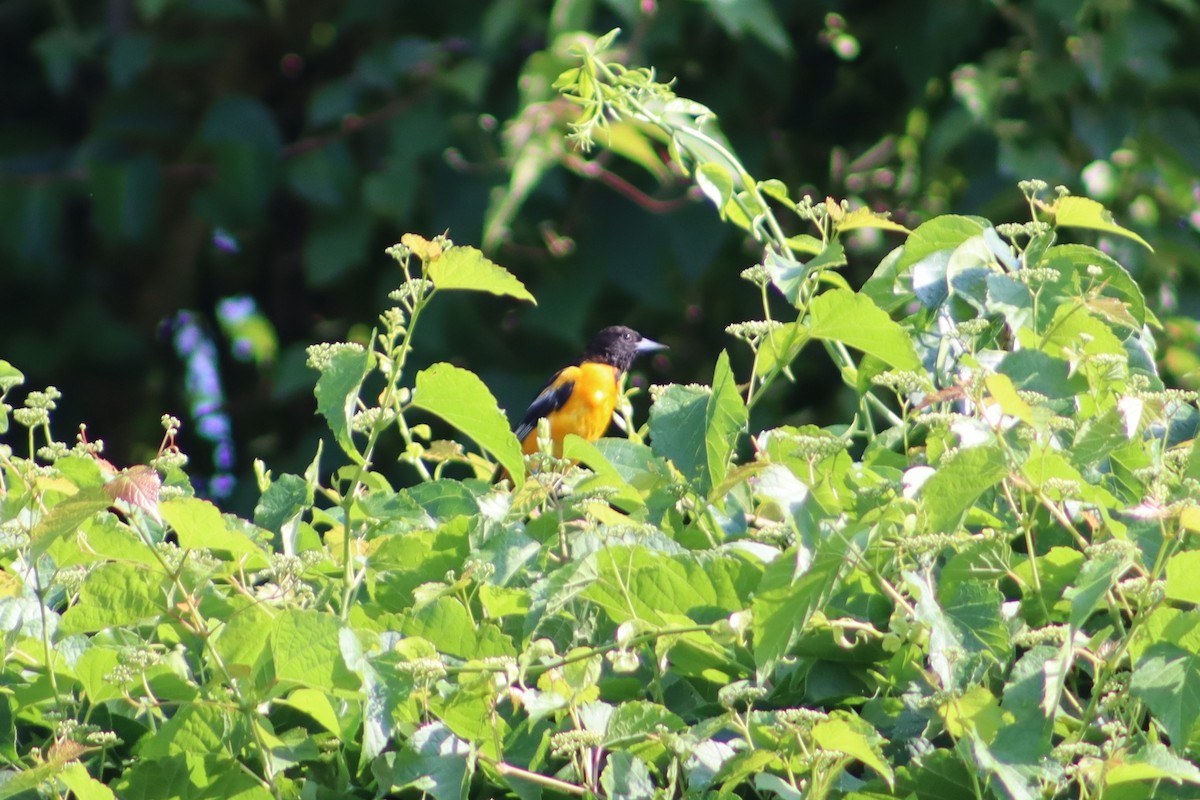 Baltimor Turpiyalı - ML647754937