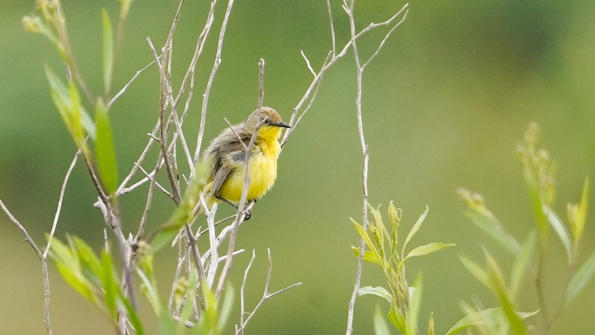 Dinelli Doraditosu - ML647754939