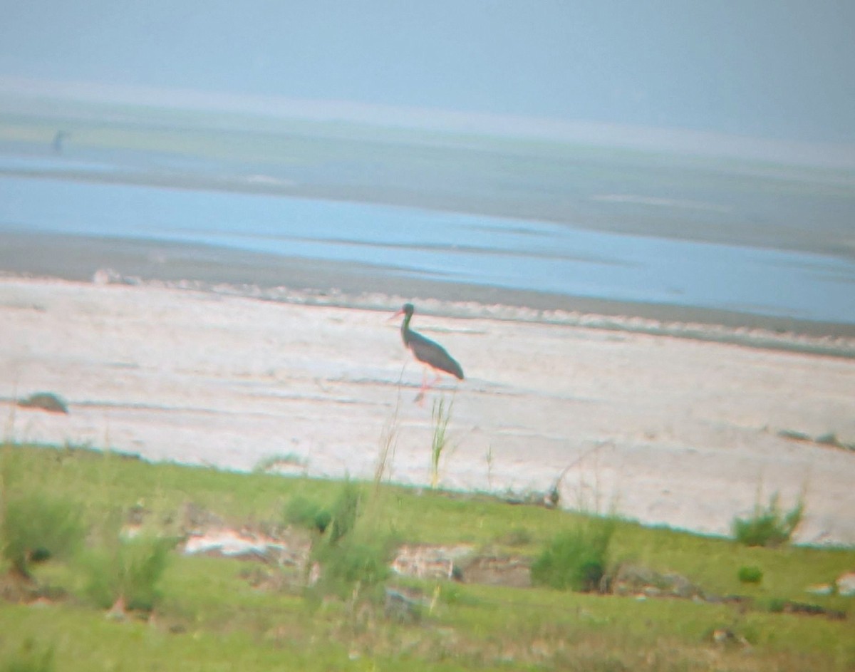 Kara Leylek - ML647754940