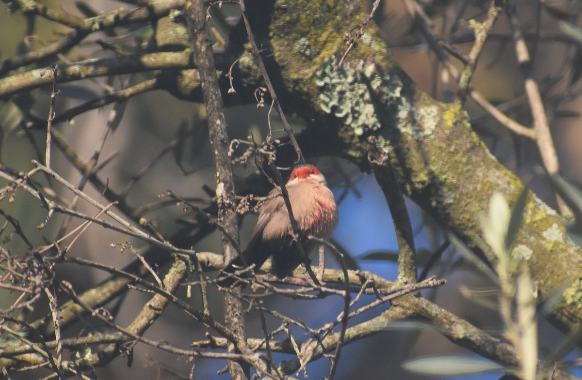 Mumgaga - ML647754941