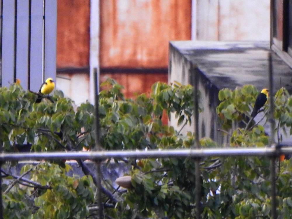 Sarı Karınlı Kiskal - ML647754942