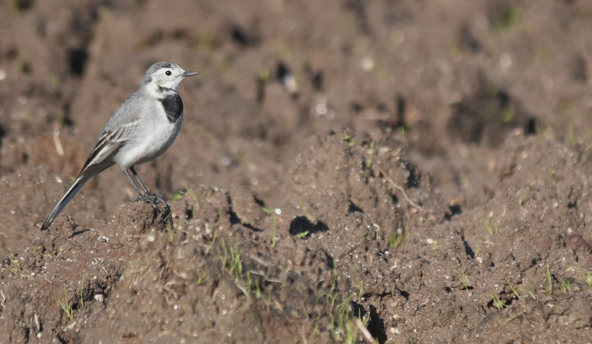 Ak Kuyruksallayan - ML647754943