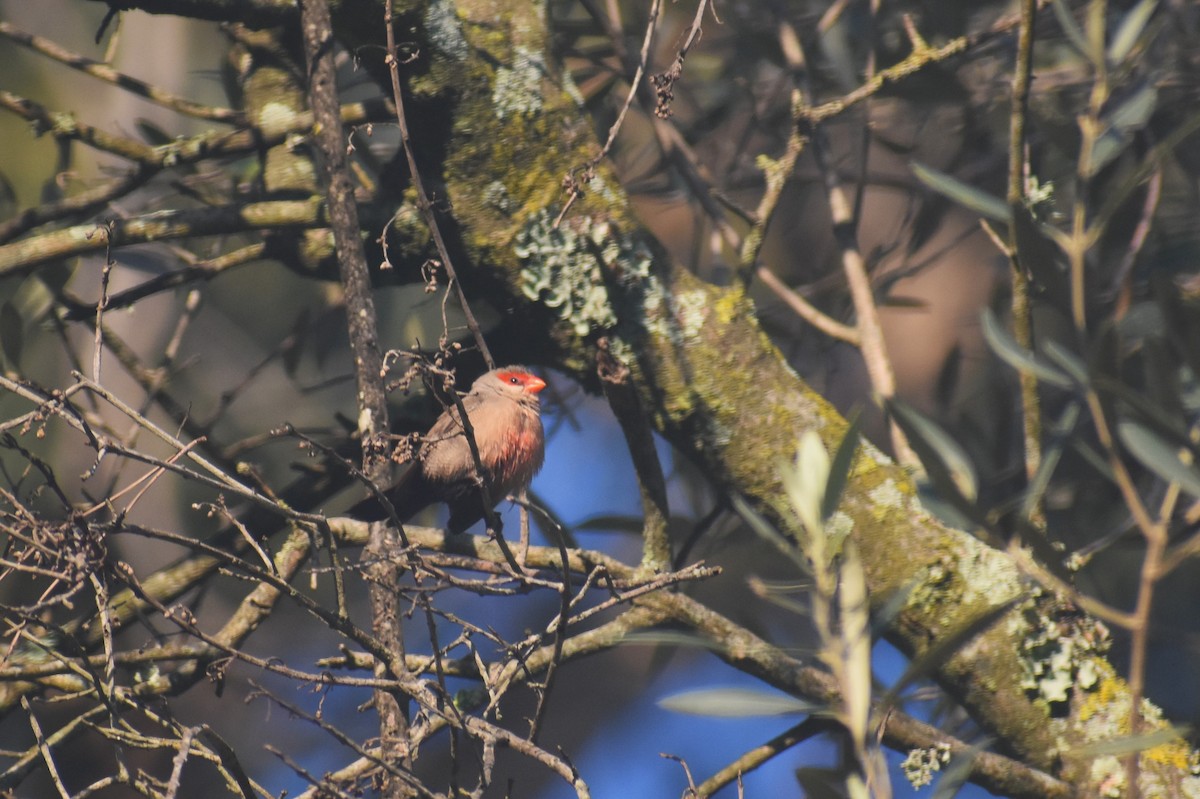 Mumgaga - ML647754944