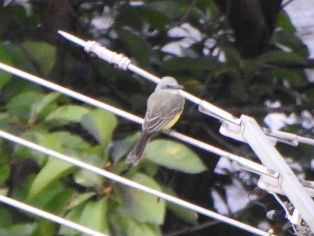 Tropikal Tiran - ML647754945