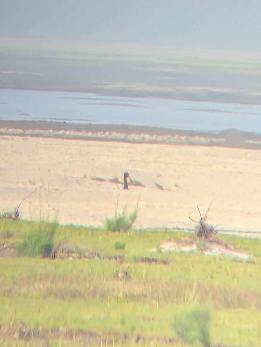 Kara Leylek - ML647754946