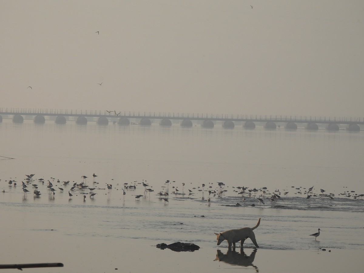 Uzunbacak - ML647754947