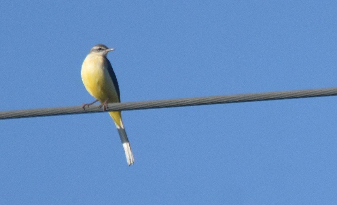 Dağ Kuyruksallayanı - ML647754948