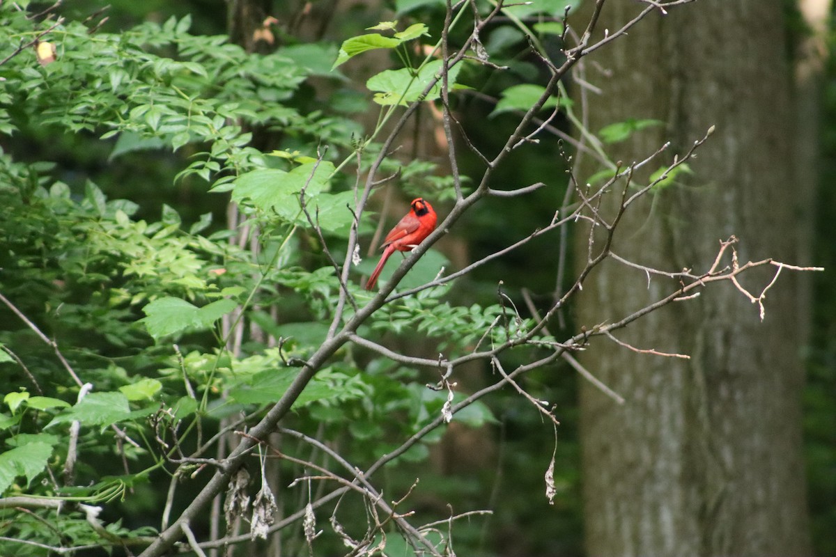 Kırmızı Kardinal - ML647754949