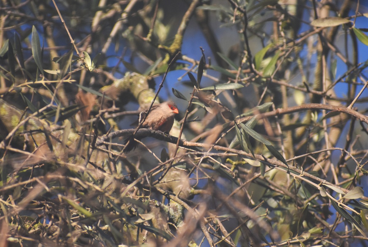 Mumgaga - ML647754950