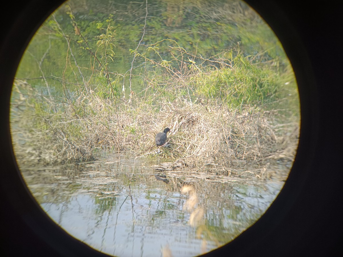 Sakarmeke - ML647754952