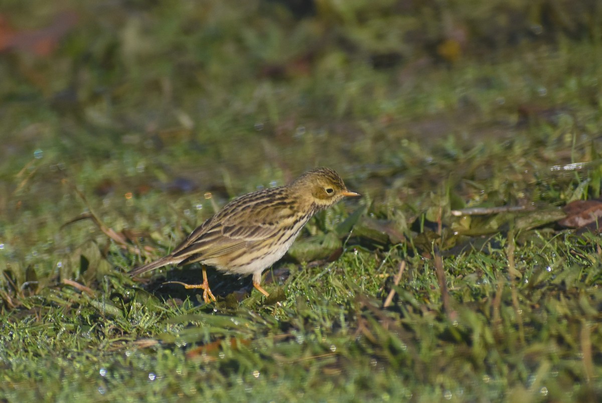 Çayır İncirkuşu - ML647754955