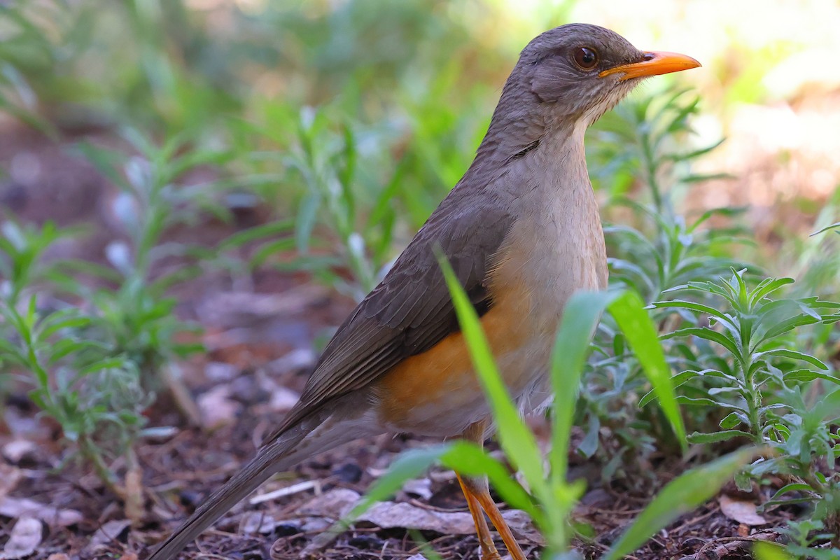 Afrika Ardıcı - ML647754957