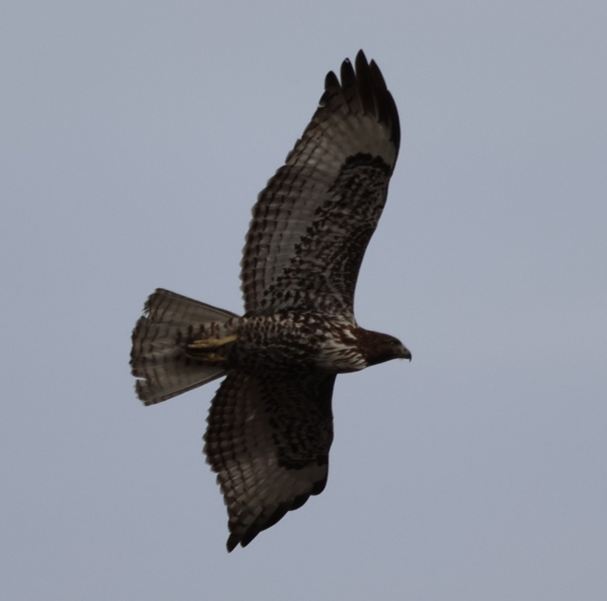 Kızıl Kuyruklu Şahin (calurus/alascensis) - ML647754958