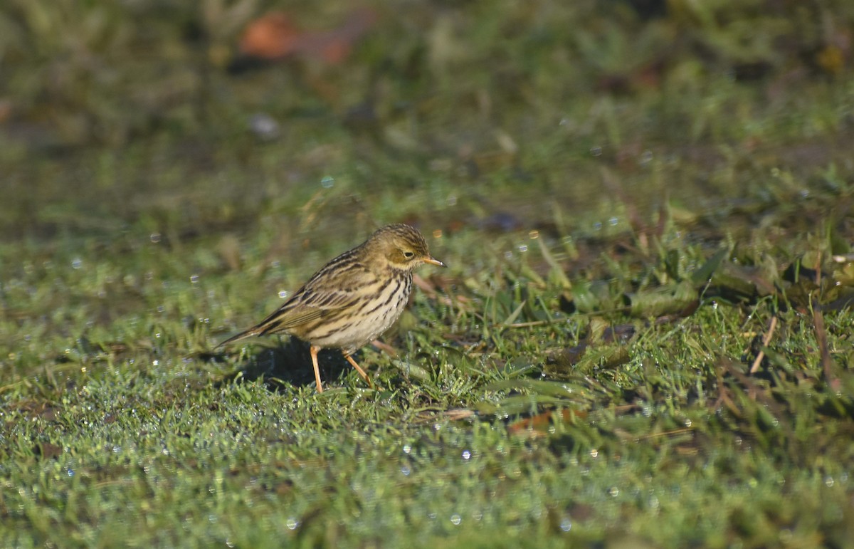 Çayır İncirkuşu - ML647754959