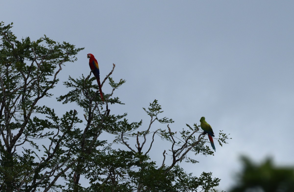 Büyük Yeşil Ara - ML647754962